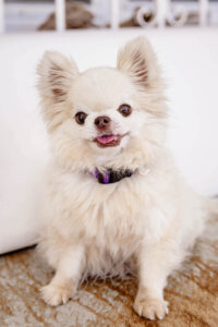 Picture of Breed Profiles & Personalities