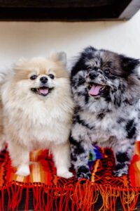 Picture of Socialization & Training