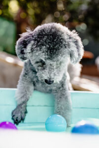 Picture of Grooming & Beauty Care